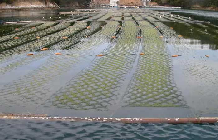 あおさの浮き流し網