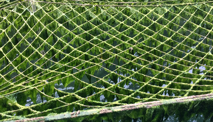 間近で見たあおさ