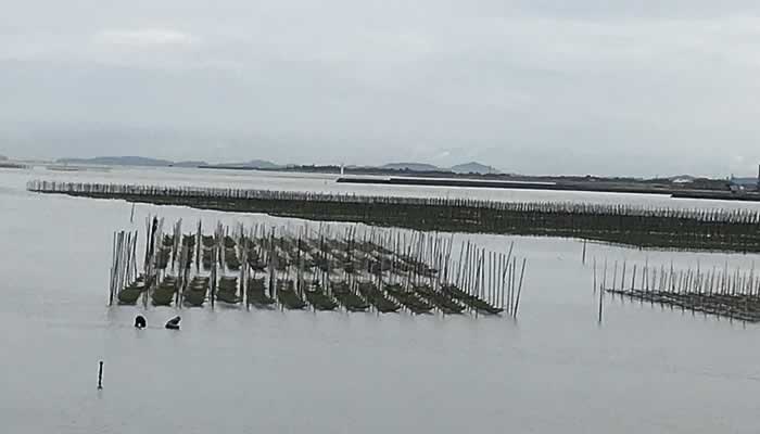 2018年三雲地区のあおさ