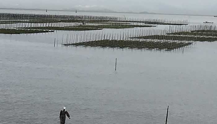 遠浅の海の三重県のあおさ