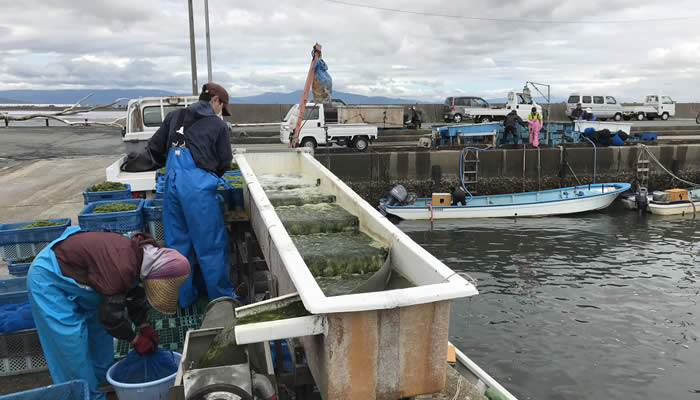 2018年の松阪地区猟師漁協の三重県のあおさ