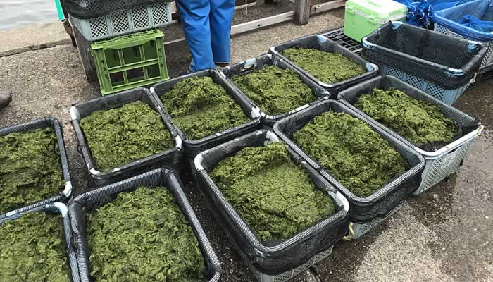 2018年の三重県の生あおさ